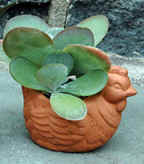 plain_tc/chick_planter.jpg