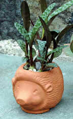 plain_tc/hedgehog_planter.jpg