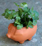 pig_planter_th.jpg (4063 bytes)